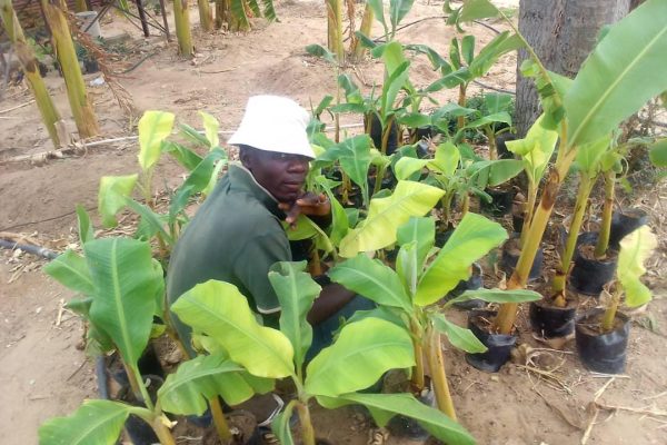 Okongo Farmer Grows Over 60 Banana Trees