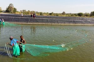 Aquaculture in Namibia: A Strategic Pillar for Industrialization, Water Resource Development and Sustainable Economic Growth