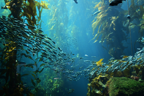 Kelp Blue Plans to Issue Africa’s First Corporate Blue Bond