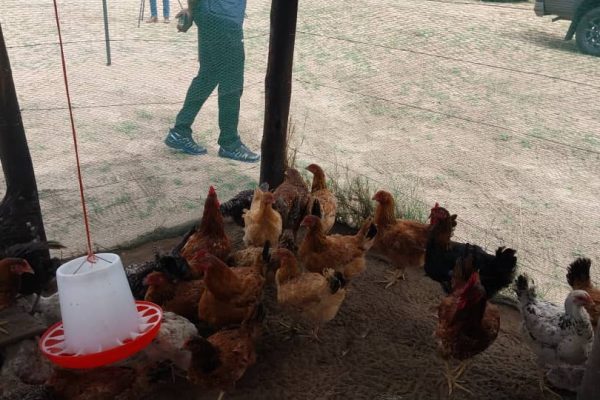 100 Chickens Provided to Families Living with Disabilities