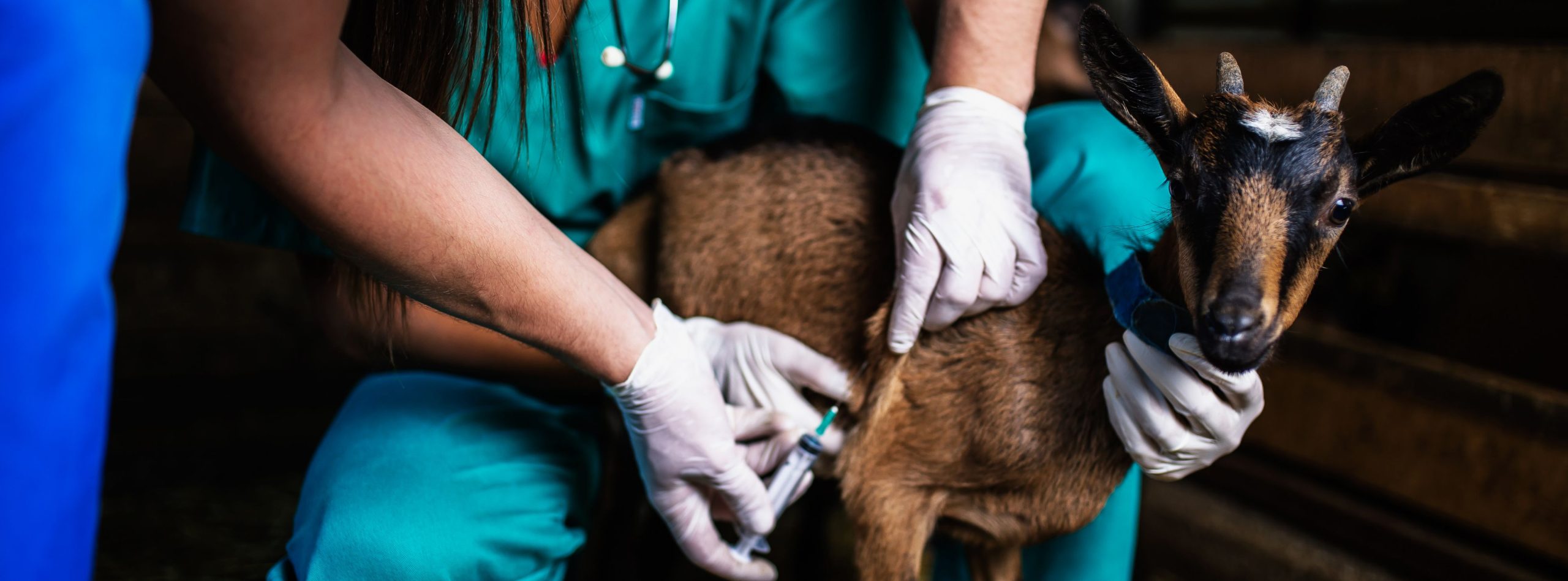 Namibia Strengthens Efforts to Combat Animal and Crop Diseases - The ...
