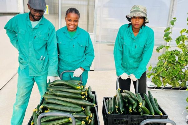 Cucumbers from Daures Green Hydrogen Village Make Retail Debut in Coastal Namibia