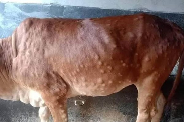 Farmers Lose 443 Cattle to Lumpy Skin Disease  … 1,564 clinical cases reported as the disease spread to eight regions