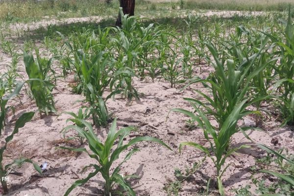 Kavango Regions Farmers Spared from Armyworm Devastation