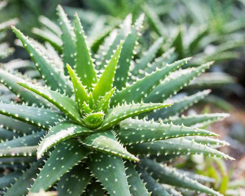 Import Data Highlights Market Potential for Local Plant Production in Namibia