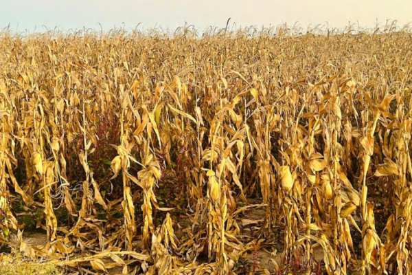 Uvhungu-Vhungu Green Scheme Operates at Just 50% Capacity