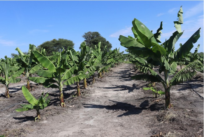 Large Scale First Locally Grown Bananas Harvest in August - The ...