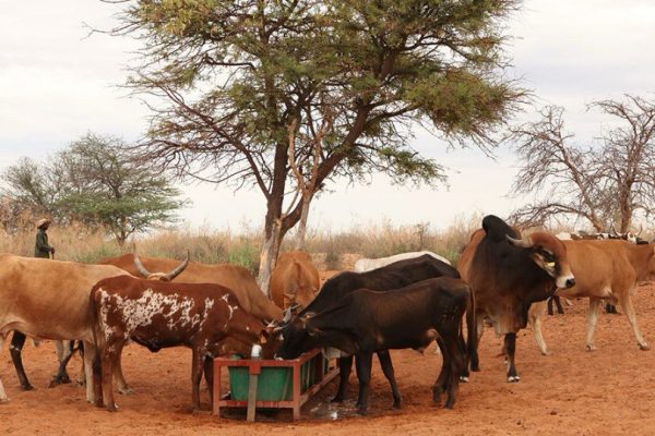 Livestock & Rangeland Management