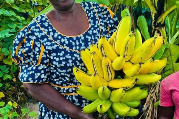 Successful First Harvest for Banana Growers