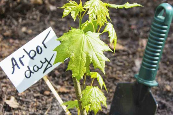 Vegetable Seeds and Fruit Trees For Arbor Day
