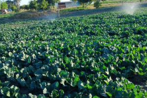 Horticulture Import Gap Still There for Farmers to Fill