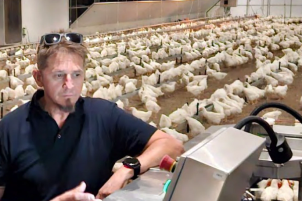 Namib Poultry Introduces Automated Sorting for Broiler Breeders –  German Innovation to Improve Uniformity and Flock Performanc