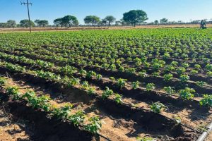 Okatyali Allocates 8ha of Land for Horticulture Youth Project