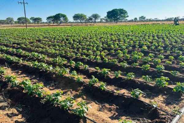 Okatyali Allocates 8ha of Land for Horticulture Youth Project