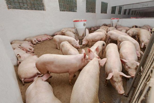 Pig Farmer Notes Rising Demand for Pork