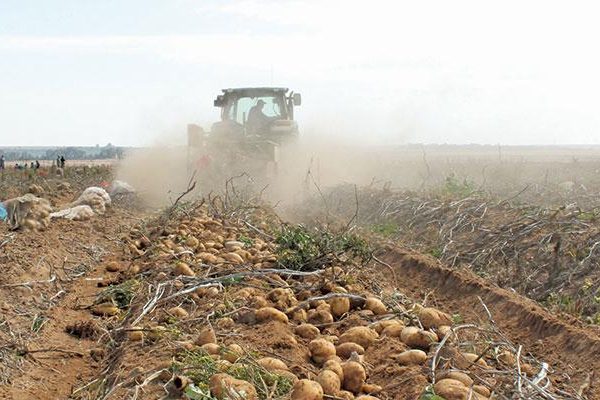 Etunda Green Scheme to Harvest 400 Tons of Potatoes