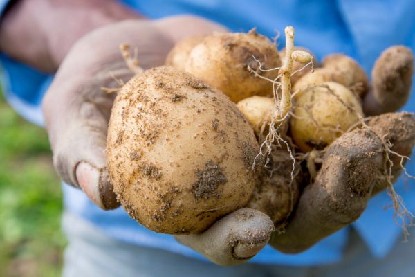 Hardap Potato Grower Anticipates 25-Ton December Harvest