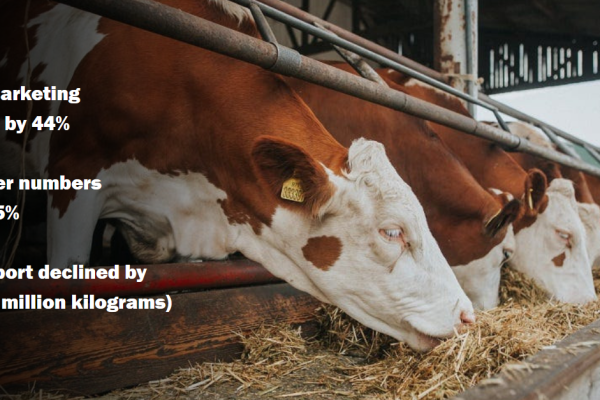 Cyclical Transition Dents 2025 Slaughter