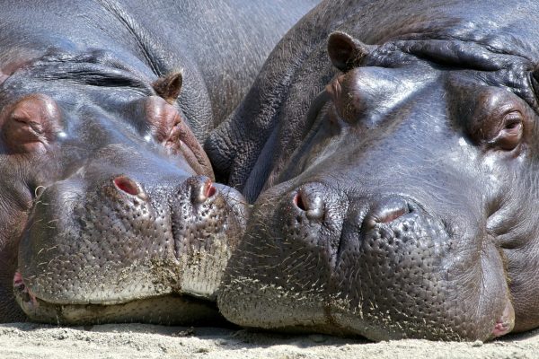 Hippo Poaching Threatens Kavango Tourism and Wildlife