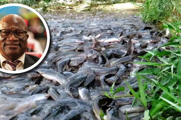 Fish Farmers Face Feed Shortage, Governor Urges Local Alternatives