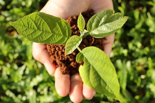 CoW to Partner with WWF on Environmental Stewardship