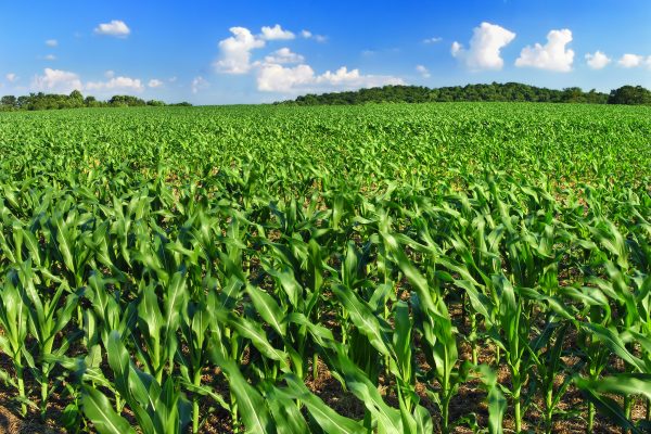 Understanding the Effects of Monoculture