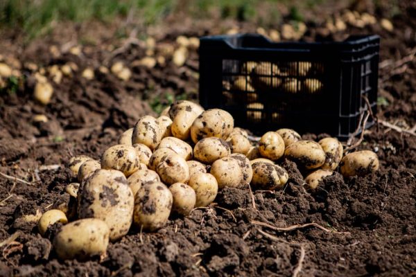 Public Investment in Agriculture Shows Decline 