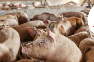 The Local Pig Butchery: Meeting Namibia’s Pork Demand from Ohangwena