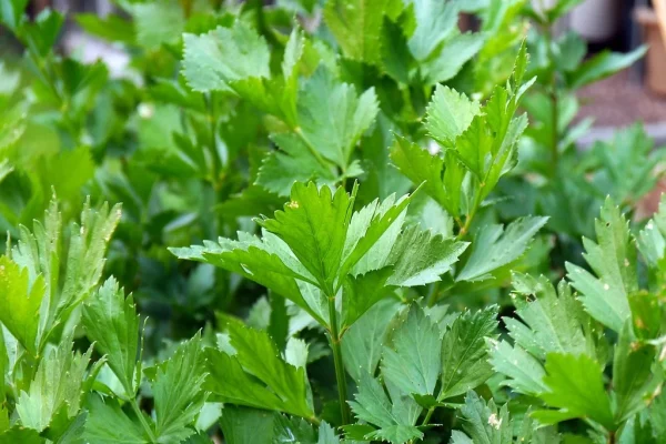 Local Producers Meet 80% of Domestic Fresh Parsley Needs