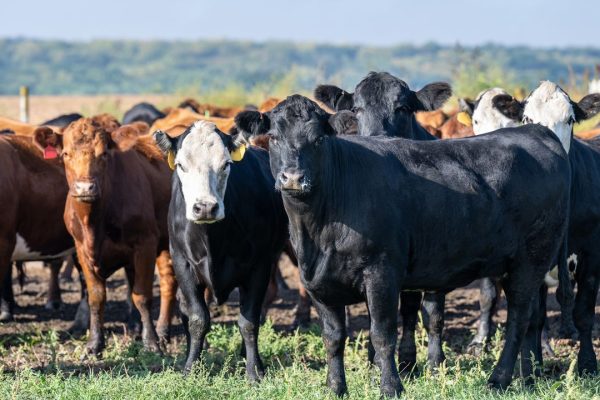 30,960 Cattle Supplied for Slaughter and Live Export