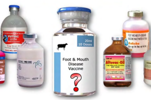 N$60.7 Million Worth of FMD Vaccine Doses Received in Feb