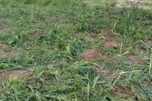 20 Elephants Destroy Entire Omahangu Field