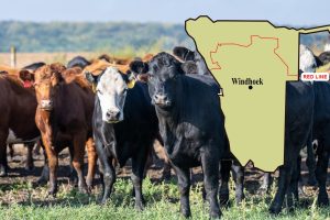 Only 1,625 of the 52,975 Marketed Cattle Came From North of Red Line