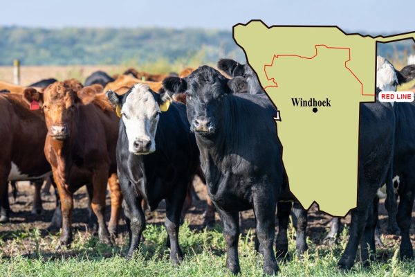 Only 1,625 of the 52,975 Marketed Cattle Came From North of Red Line