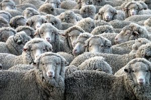 75,286 Sheep Exported Live, 13,432 Slaughtered