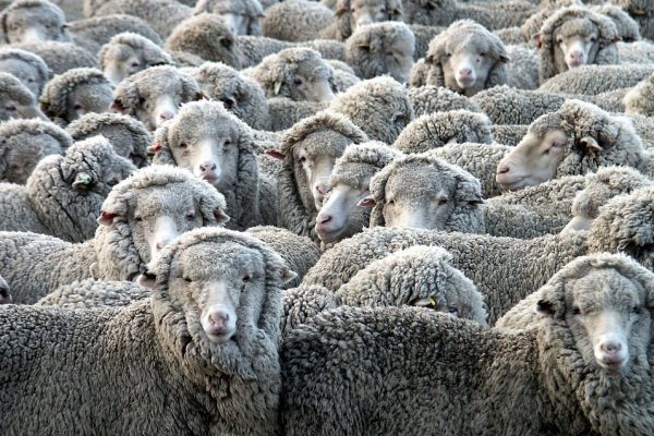 96.7% of Marketed Sheep Exported Live