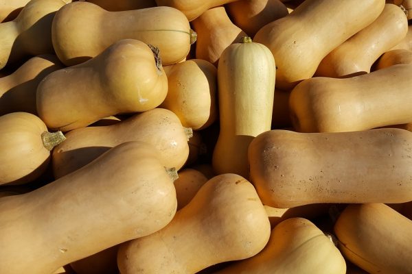 Butternut Beginner Successfully Sells Harvest in One Day