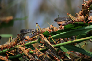 Converting Locusts, Army Worms, and Armored Crickets into Commercially Viable Feeds