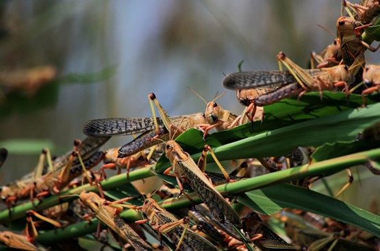 Converting Locusts, Army Worms, and Armored Crickets into Commercially Viable Feeds