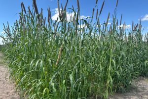New Mahangu Seeds Tested for Namibia’s Future