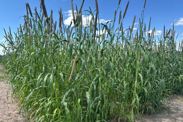 New Mahangu Seeds Tested for Namibia’s Future