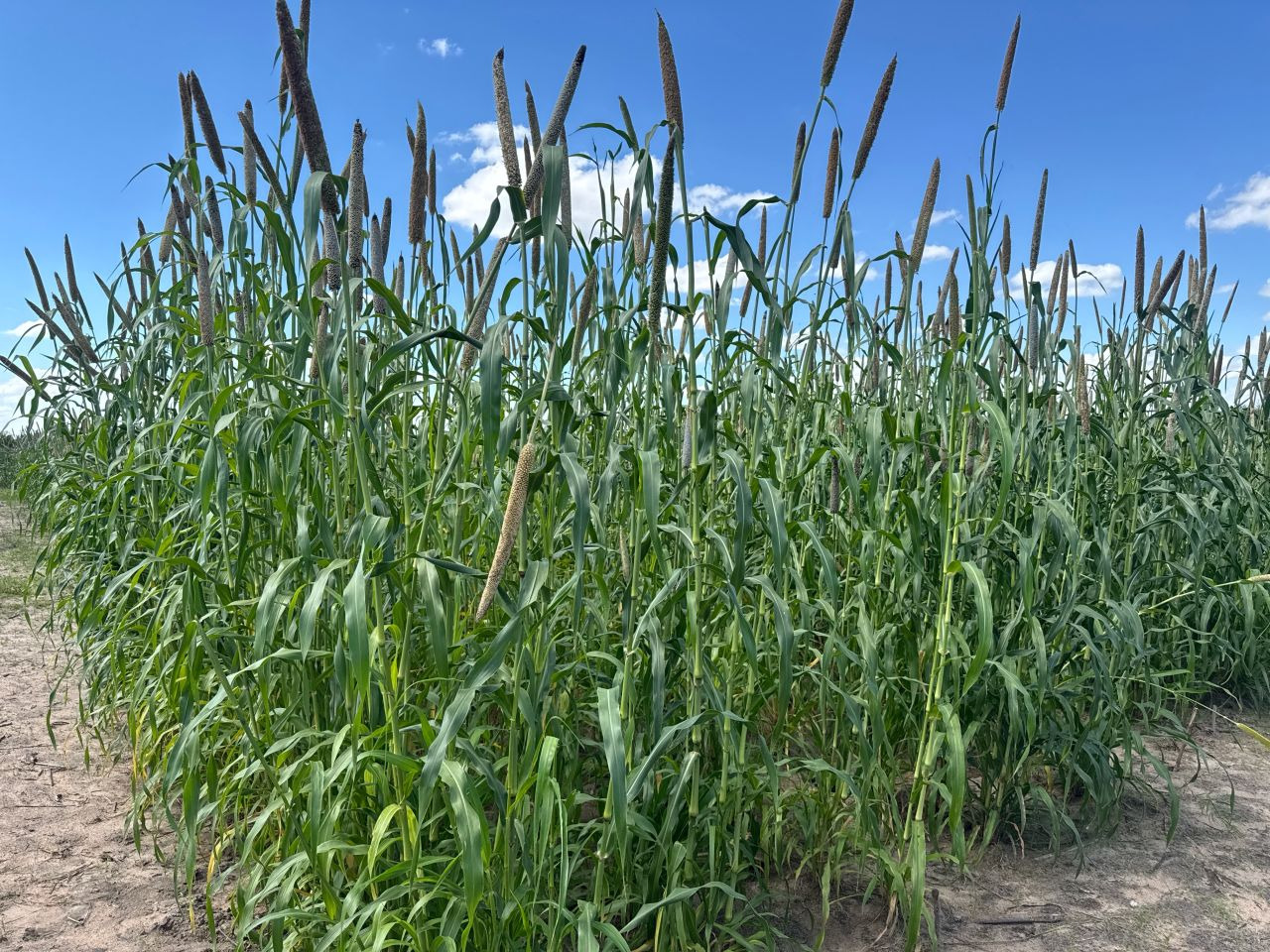 New Mahangu Seeds Tested for Namibia’s Future