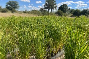 Oshikoto Region Rice Farming Keeps Gaining Momentum
