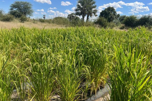 Oshikoto Region Rice Farming Keeps Gaining Momentum