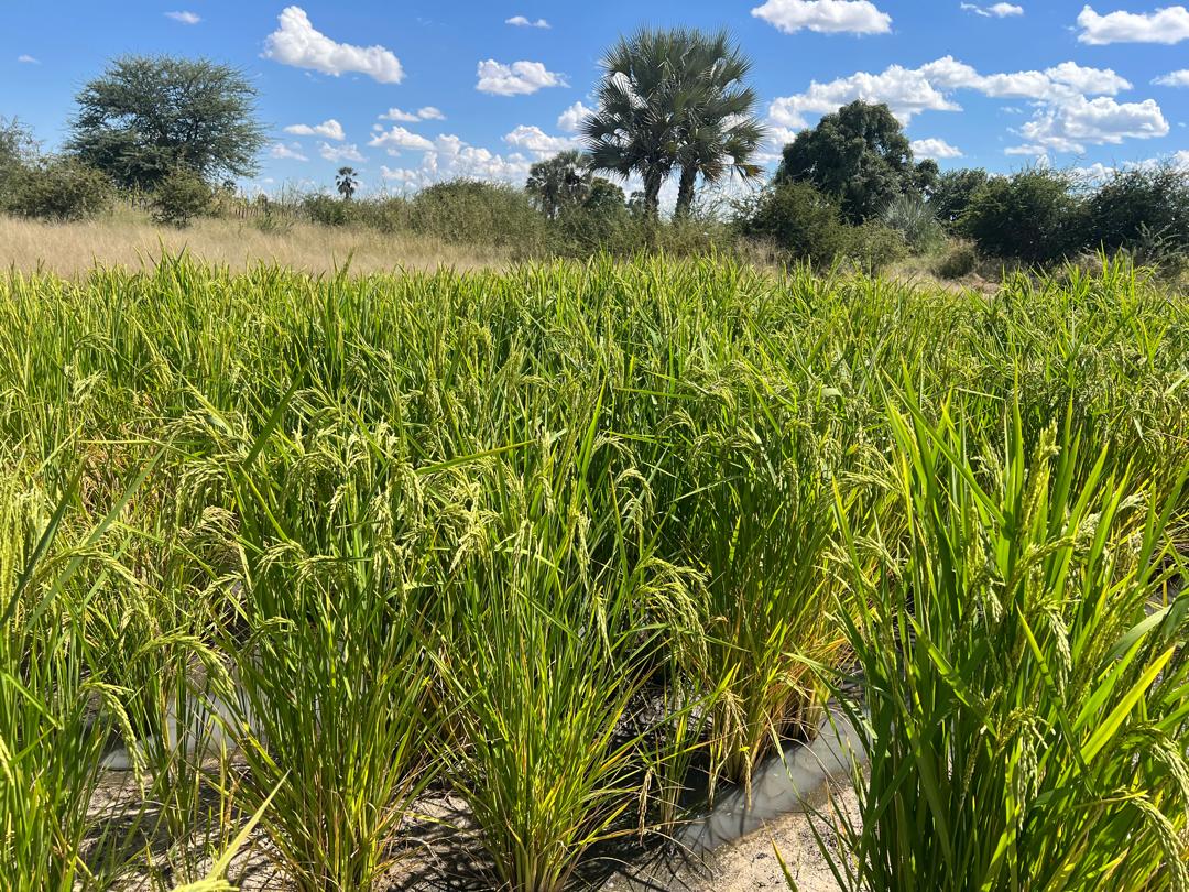 Oshikoto Region Rice Farming Keeps Gaining Momentum