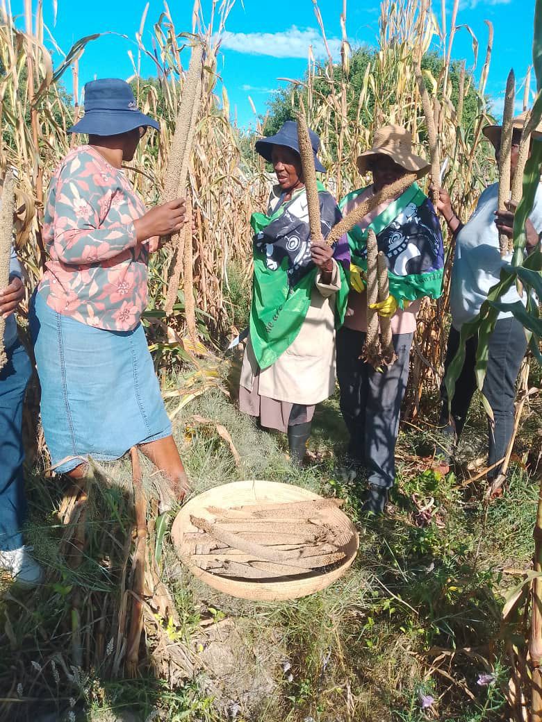 Rural Women Champion Organic Farming for Healthier Harvests
