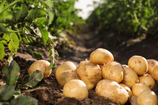 Potatoes Still Dominate Import Bill