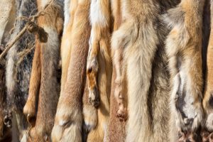 Raw Hides Dominate Animal Byproduct Exports