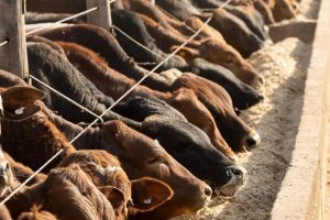 Kunene Region to Get its Feedlot by October 2026