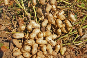 95 Hectares Allocated for Peanut Butter Production